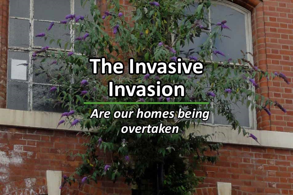 The Invasive Invasion - are our homes being taken over - PCA